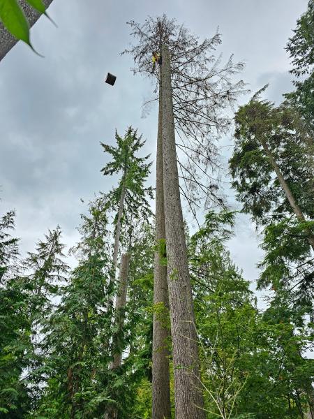 Tree Care Pros