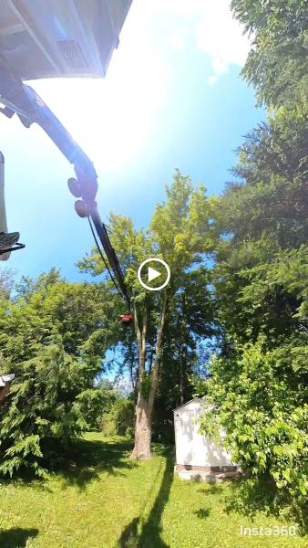 Élagueurs Arbor Inc