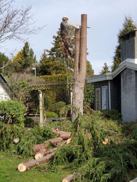 Pacific Hedge Tree Care & Hedge Trimming