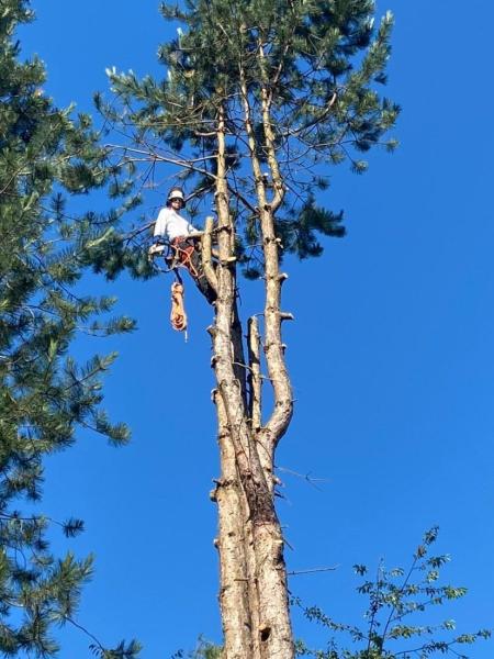 Pacific Hedge Tree Care & Hedge Trimming