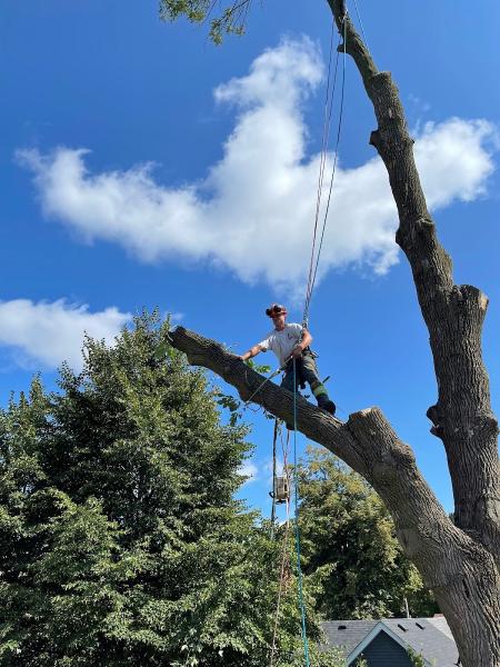 Tree Arborists