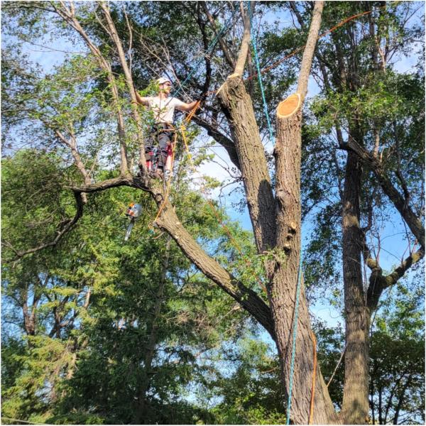 Tree Arborists