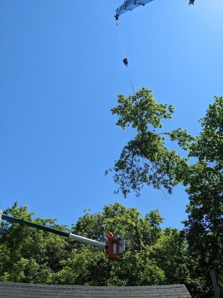 O'Brien Tree Service