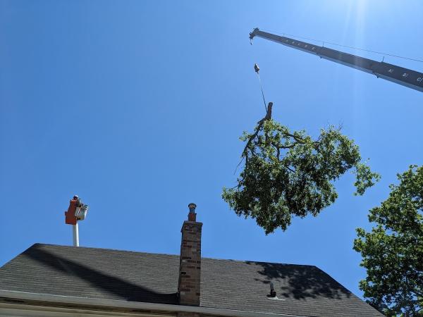 O'Brien Tree Service