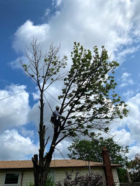 Fraser Tree Care: Hamilton