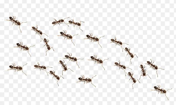 Epro Pest Control Inc