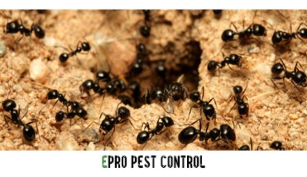 Epro Pest Control Inc