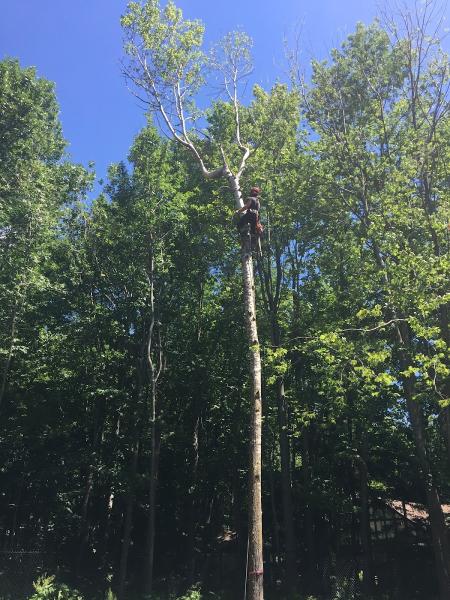 Émondage Village Tree Care