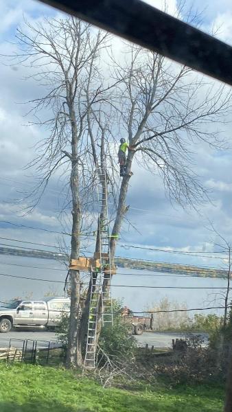 Émondage Village Tree Care