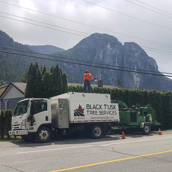 Black Tusk Tree Services