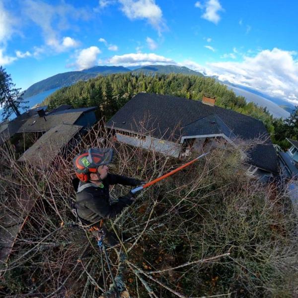 Black Tusk Tree Services