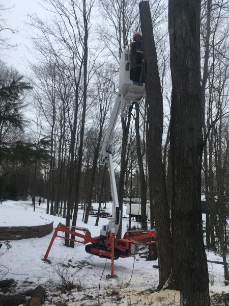 Wallace Tree Service