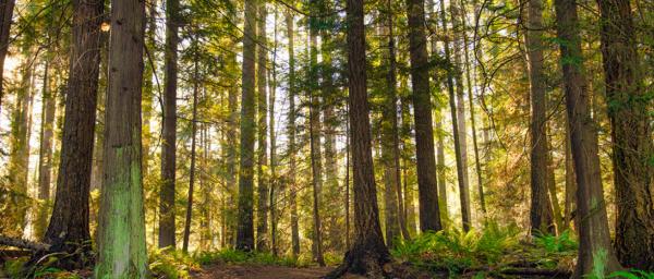 Rideau Lakes Tree Clearing