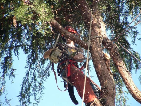 Harbourview Tree Experts