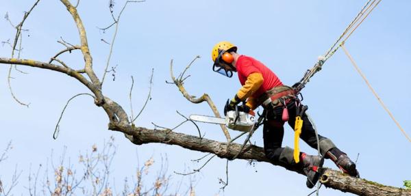 Service d'Arbres Saguenay