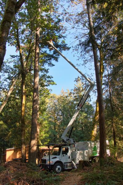 Sechelt Tree Service