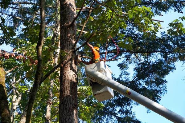 Sechelt Tree Service