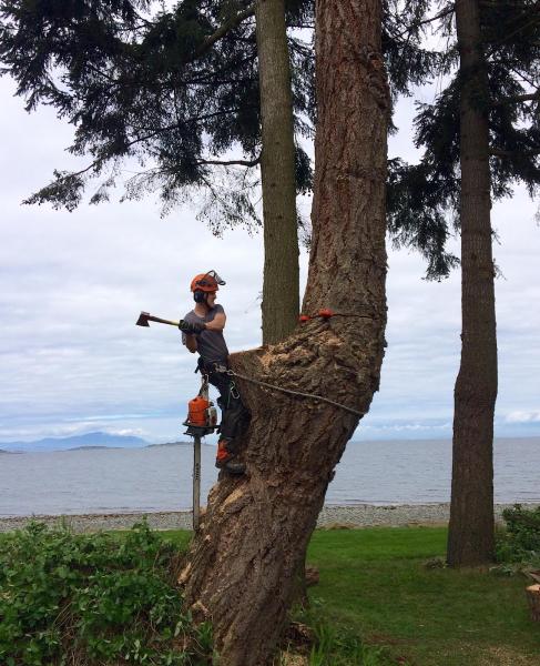 Summit Tree Care