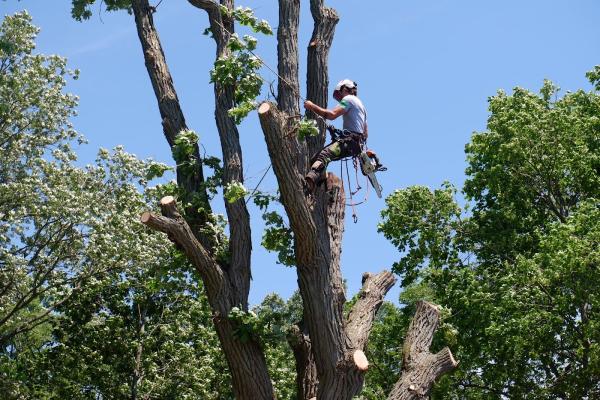 Shane's Tree Service