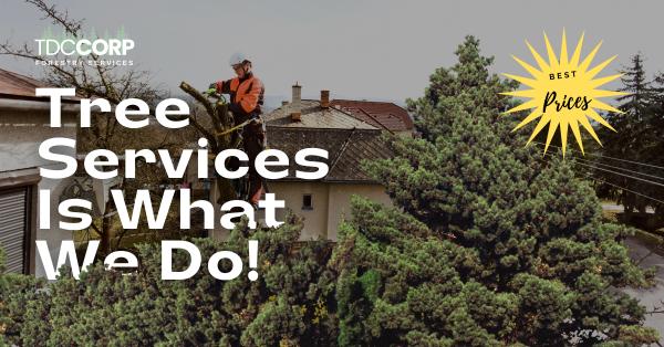 TDC Tree Services