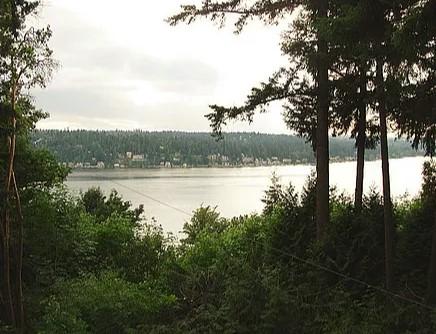 Green Giant Tree Removal