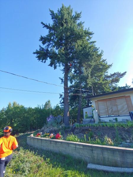 Green Giant Tree Removal