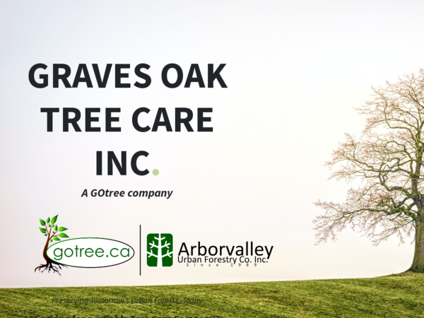 Graves Oak Tree Care