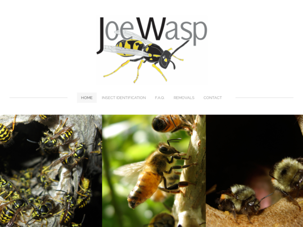 Joe Wasp Nest Removal Services